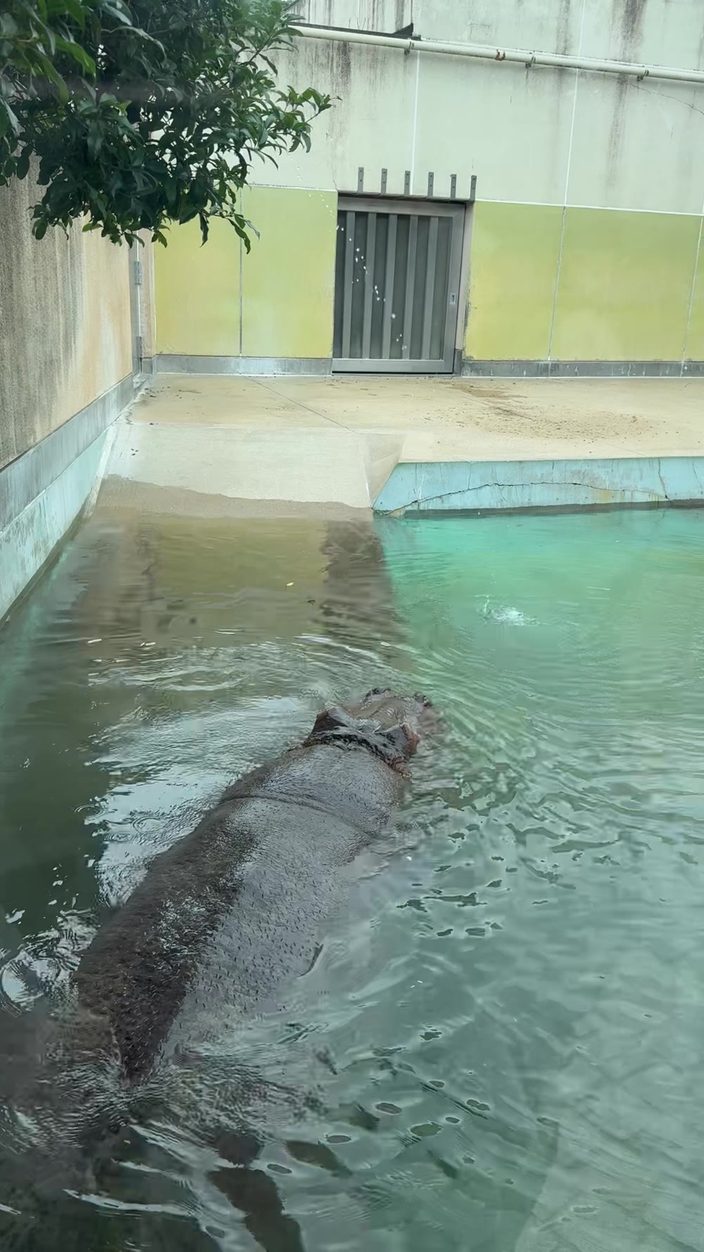 水に入っているカバ