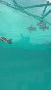 福岡市動物園の水槽を泳ぐペンギン